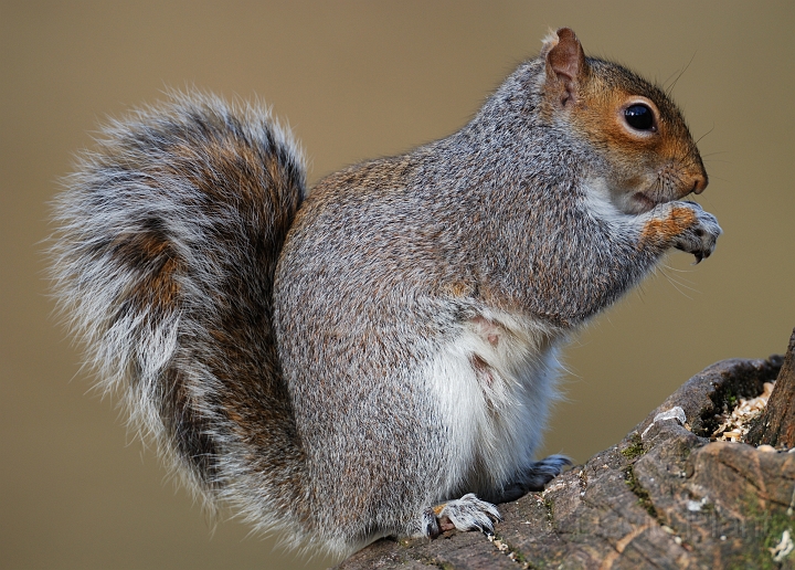 Grey squirrel - F.jpg - Grey squirrel - Forest of Dean